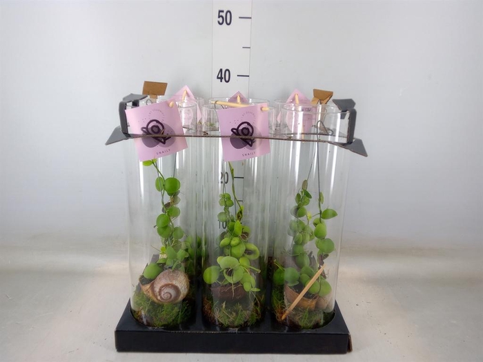 <h4>Arr.  Dischidia</h4>