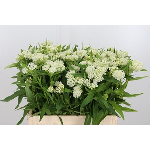 Asclepias Inc. White Super