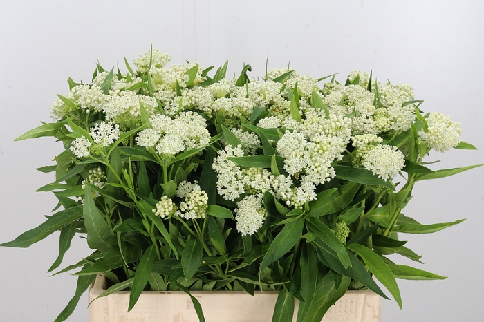 <h4>Asclepias Inc. White Super</h4>