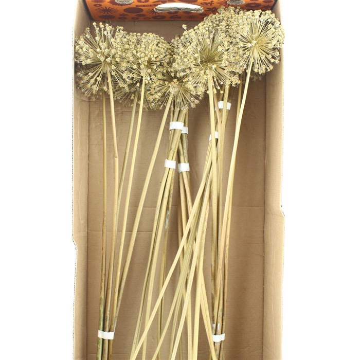 <h4>Dried Allium Zaaddozen Medium</h4>