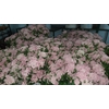 Greens - Rice Flower Light Pink