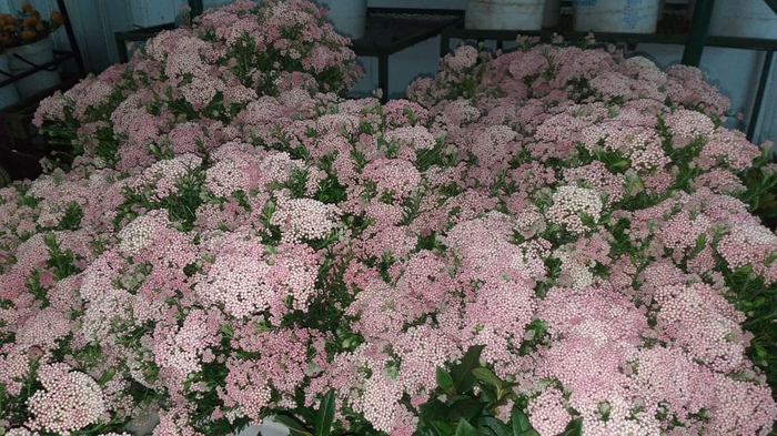 Greens - Rice Flower Light Pink