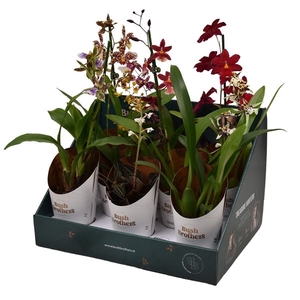 9 cm mix 1-2 tak in Bush Brothers showdoos met potcover