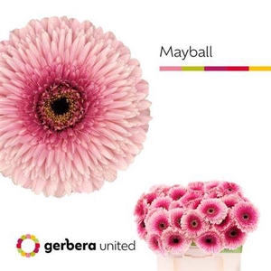 Ge Gr Pom Mayball