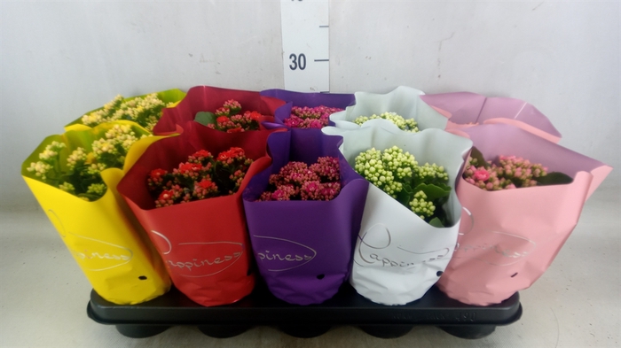 <h4>Kalanchoe blos.   ..rosebud rs fl 5</h4>