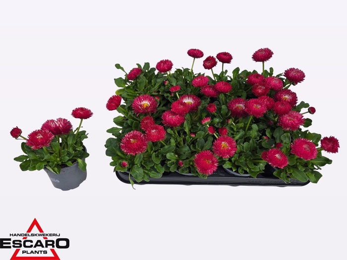 <h4>BELLIS PERENNIS</h4>