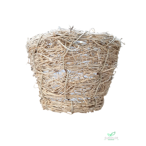 MANDJE MUEHLENBECCIA D12 H10