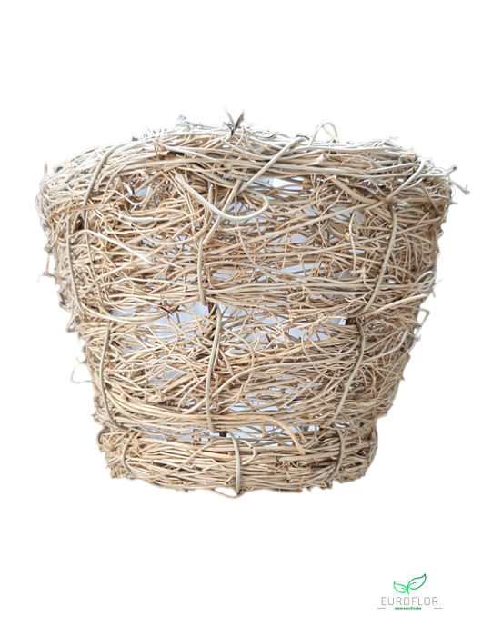 MANDJE MUEHLENBECCIA D12 H10