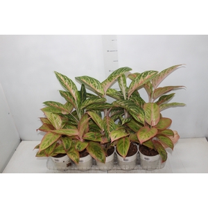 AGLAONEMA VARIADA P12