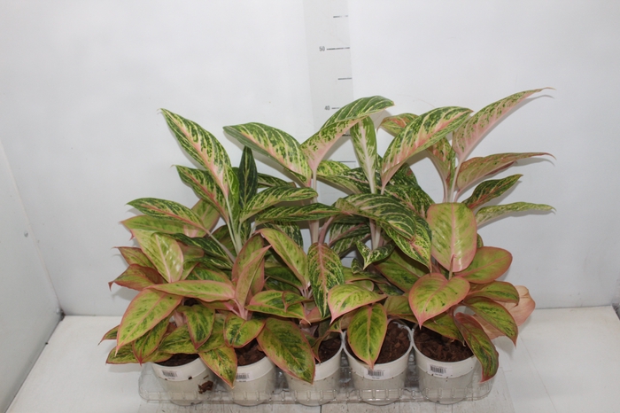 <h4>AGLAONEMA VARIADA P12</h4>