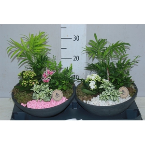 Arr 2624 Ebbi Indoor