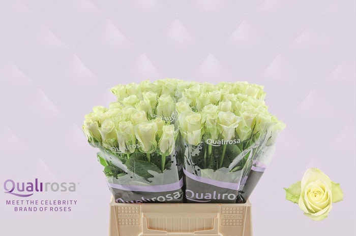 <h4>ROSA GR 'ATHENA'</h4>