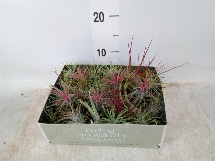 <h4>Tillandsia</h4>