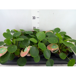 Pilea peperomoides