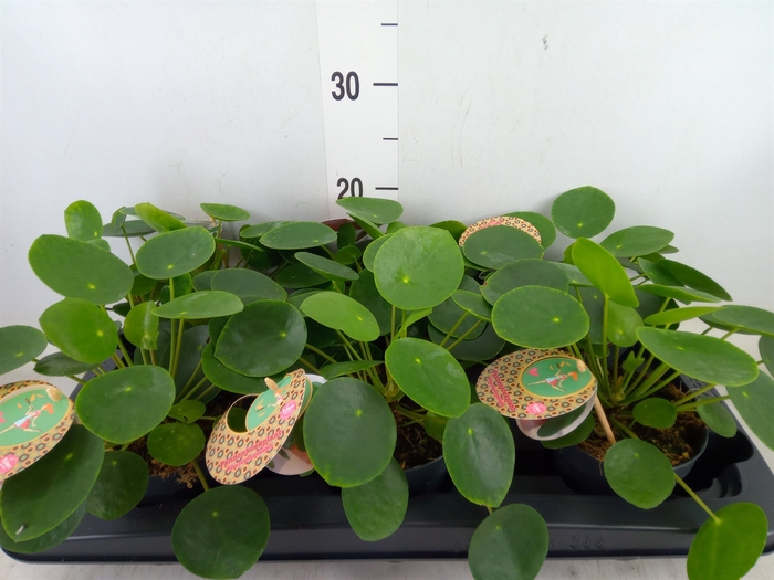 <h4>Pilea peperomoides</h4>