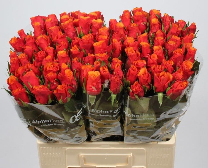 <h4>R GR ESPANA@</h4>