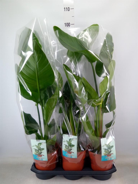 <h4>Strelitzia nicolai</h4>