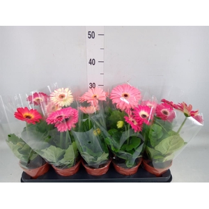 Gerbera   ...mix