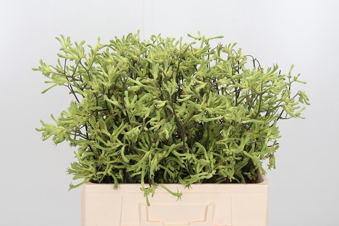 <h4>Anigozanthos Overig</h4>