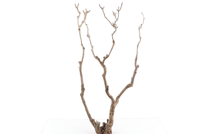 <h4>Syringa Branch Super Chopin</h4>