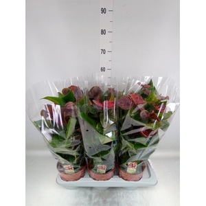 Anthurium andr. 'Essencia'