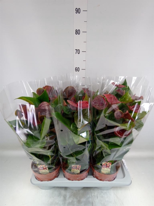 <h4>Anthurium andr. 'Essencia'</h4>