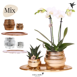 Kolibri Gift Set medium Allure shiny