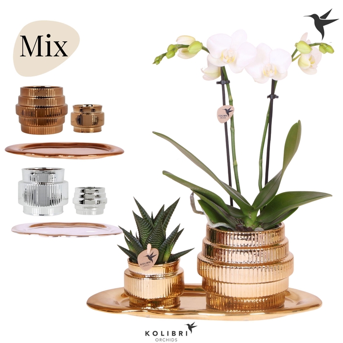 <h4>Kolibri Gift Set medium Allure shiny</h4>