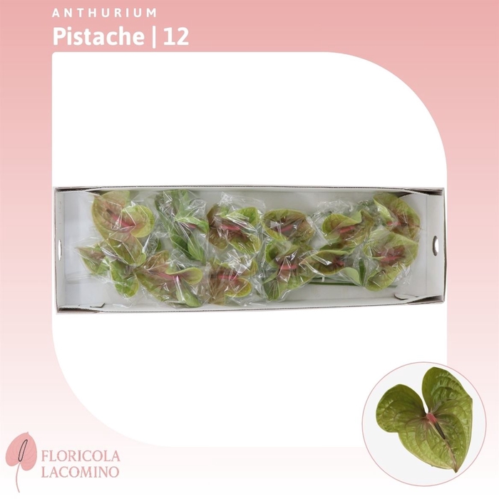 <h4>Anthurium Pistache</h4>