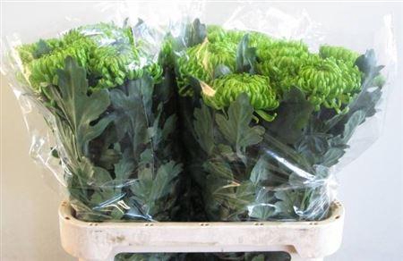 <h4>Chr G Anast Green</h4>