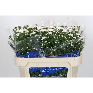 Aster Cassy