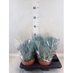 Curio ficoides 'Stelvio'