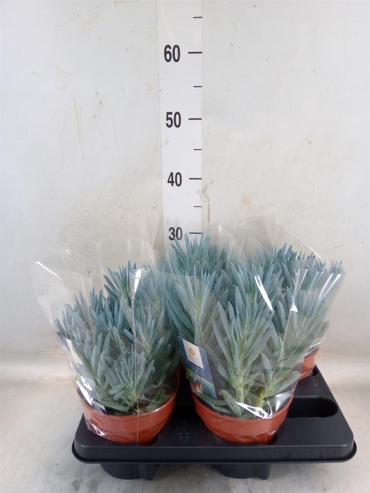 <h4>Curio ficoides 'Stelvio'</h4>