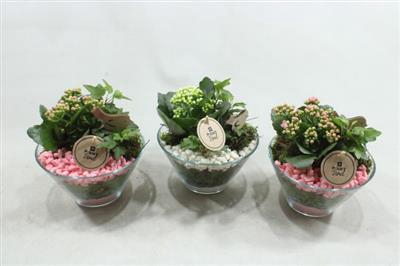 <h4>4887 Pindaschaaltje Ro/wit</h4>