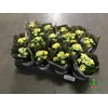 Kalanchoe Rosalie Amarillo 6Ø 12cm