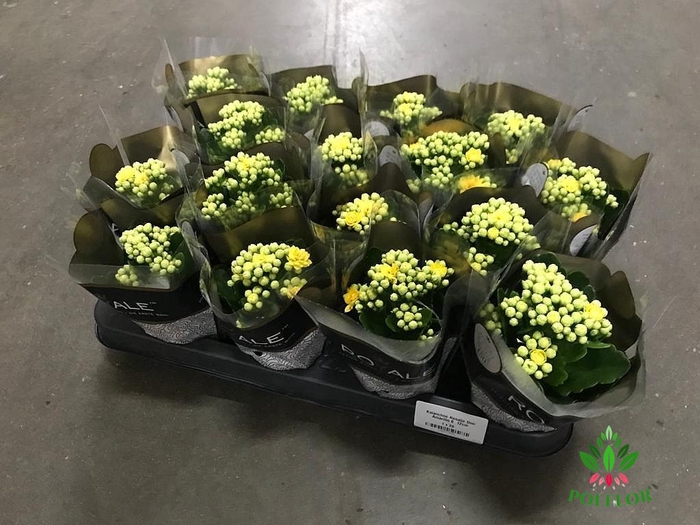 Kalanchoe Rosalie Amarillo 6Ø 12cm