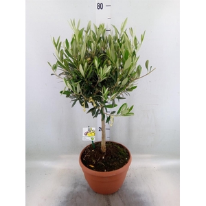 Olea europaea