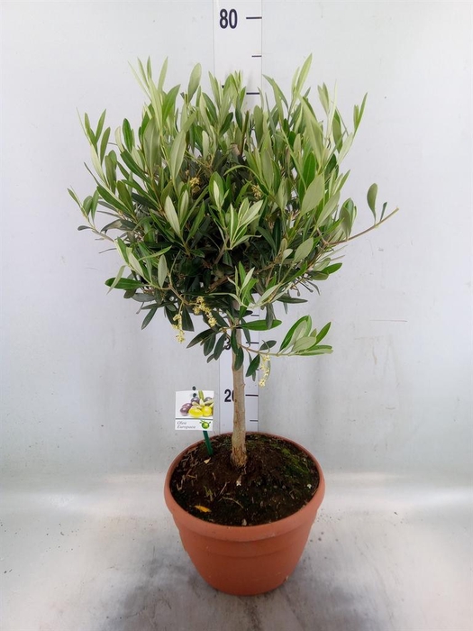<h4>Olea europaea</h4>