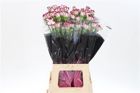 <h4>Di St Baccarat</h4>