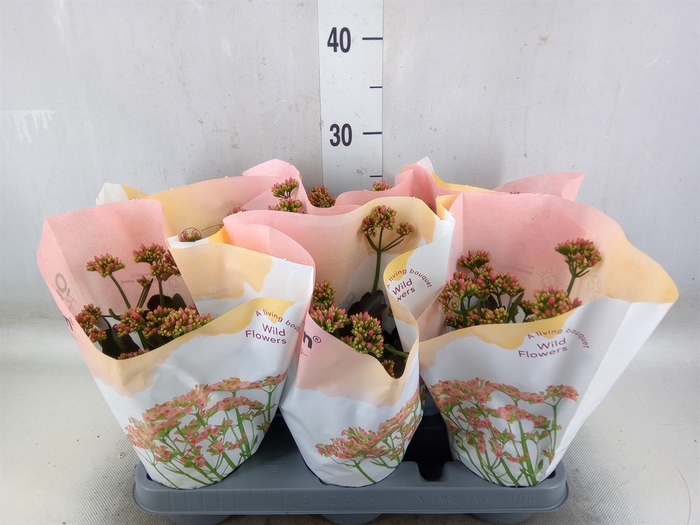 <h4>Kalanchoe  'WildFlow Ladylike'</h4>