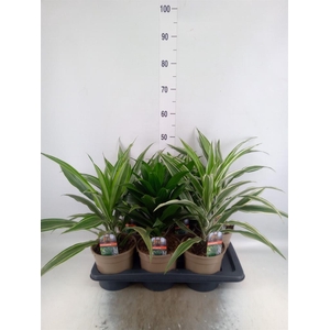 Dracaena   ...mix
