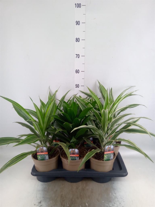 <h4>Dracaena   ...mix</h4>