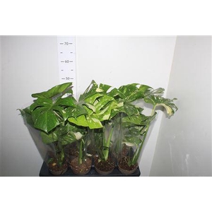 Monstera Deliciosa Bontbladig