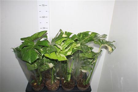 <h4>Monstera Deliciosa Bontbladig</h4>