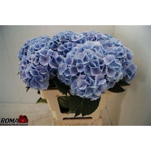 Hydr M Ch Lollypp Bl 60cm
