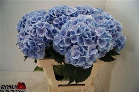 <h4>Hydr M Ch Lollypp Bl</h4>