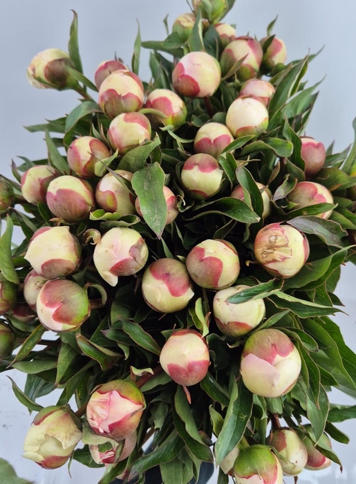 <h4>Alertie 50 cm</h4>