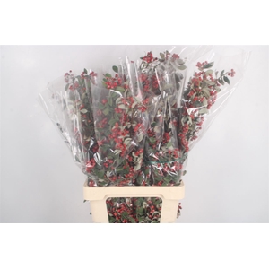 Cotoneaster Per Bunch