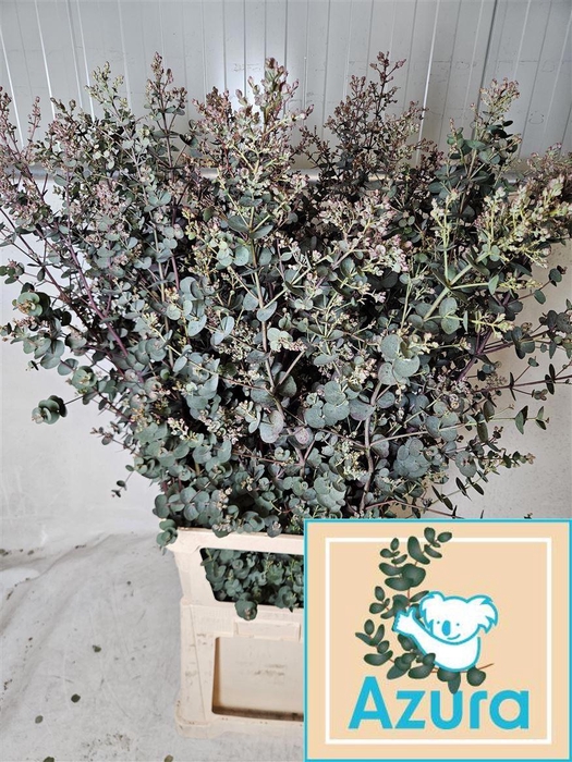 <h4>Euca Gunny Azura</h4>