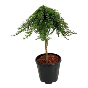 Juniperus comm. 'Greenmantle'